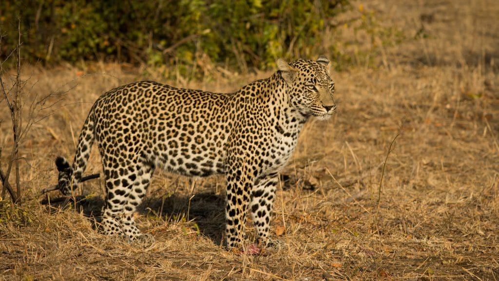 Leopard, Sabi Sands, South Africa