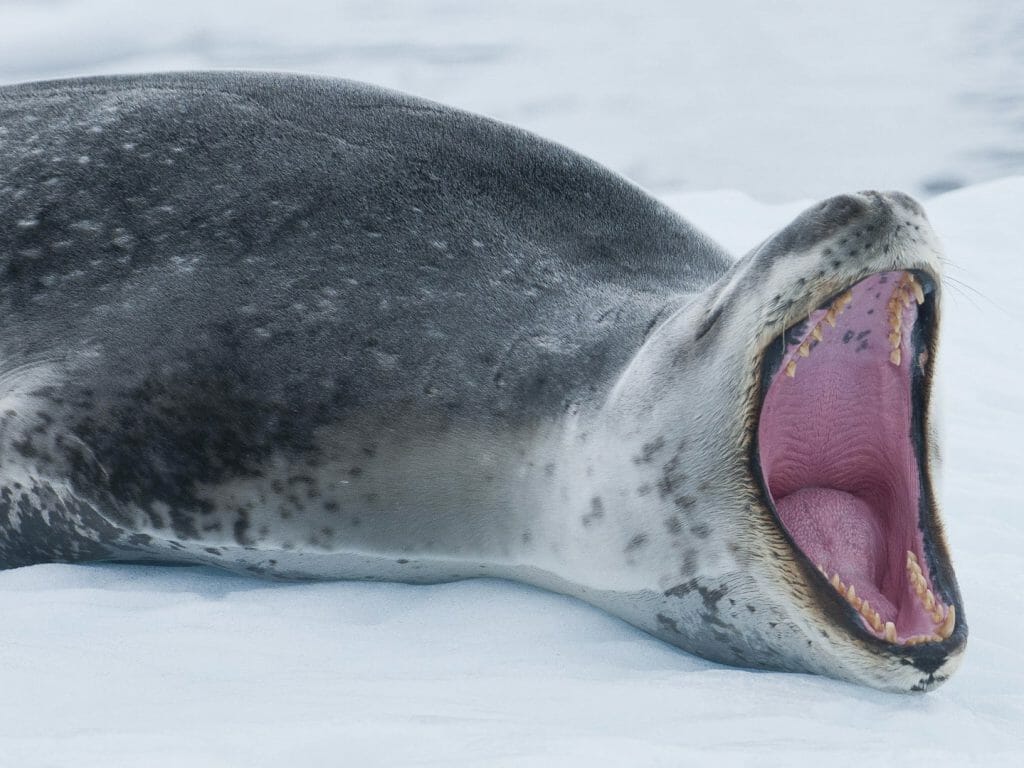 Leopard Seal, Antarctica