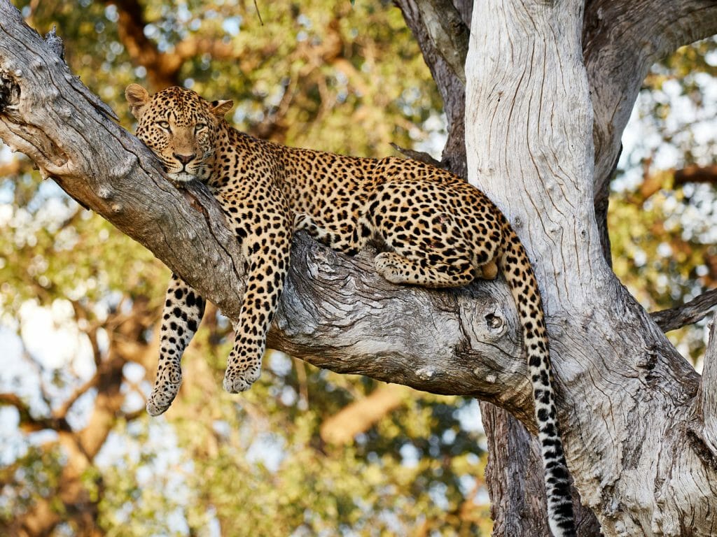 Leopard, South Luangwa, Zambia