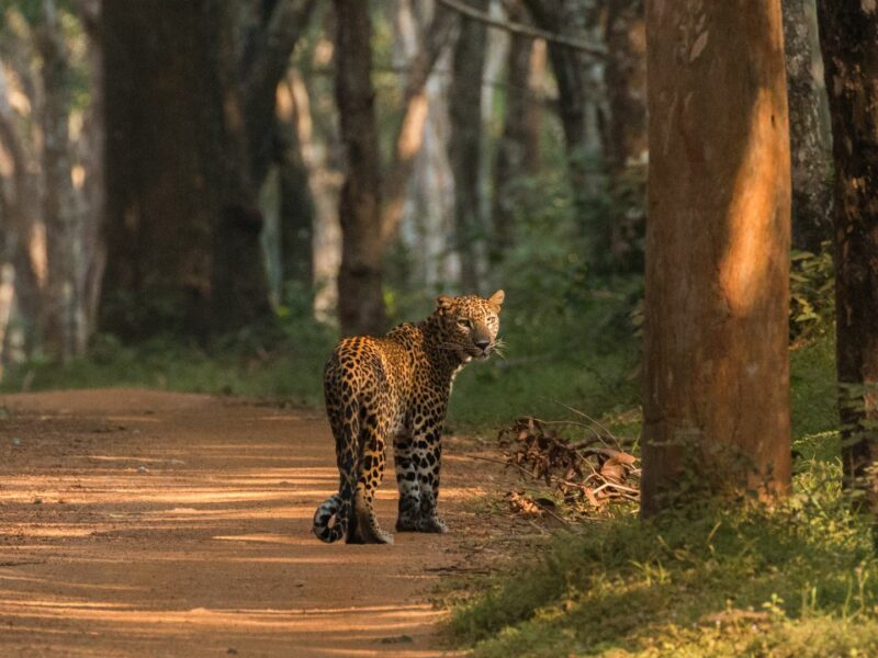 Leopard, Wilpattu National Park, Sri Lanka