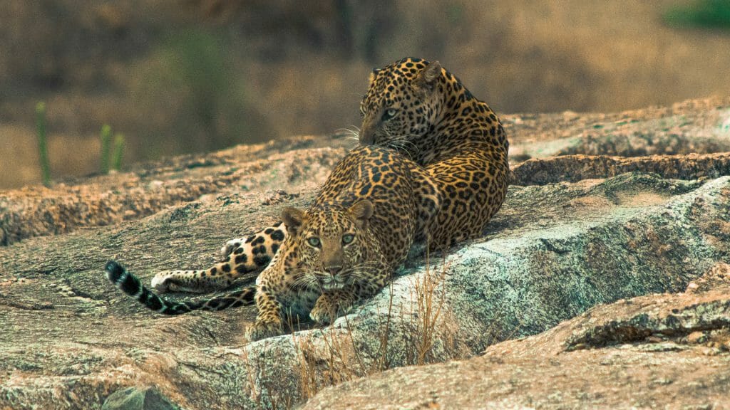 Leopards of Jawai, Rajasthan, India