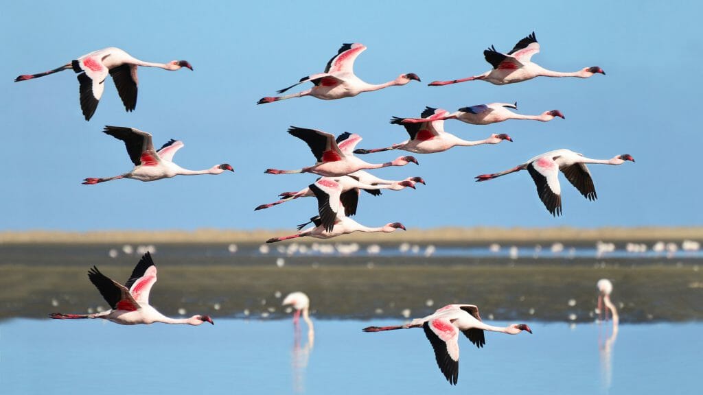 Lesser Flamingo, Walvis Bay, Namibia
