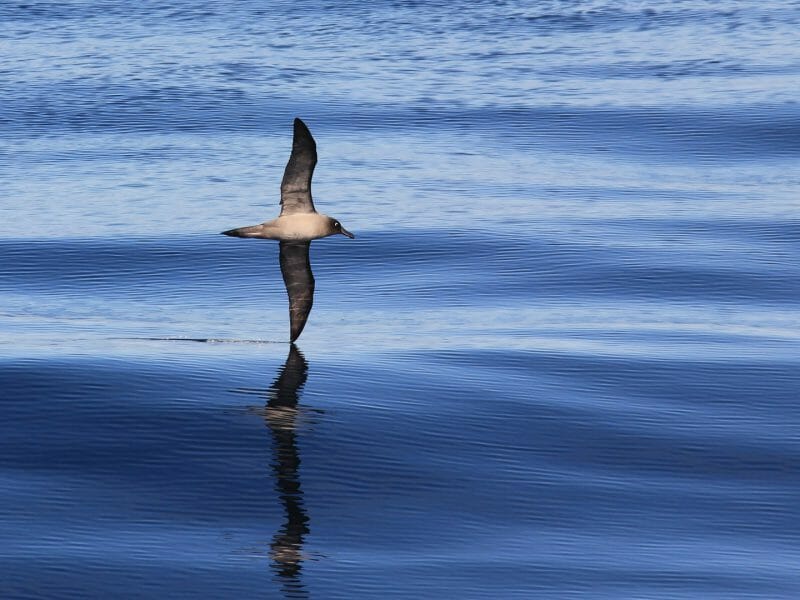 Lightmantled Sooty Albatross, Drake Passage
