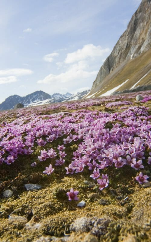 Lilac Flowers, Spitsbergen