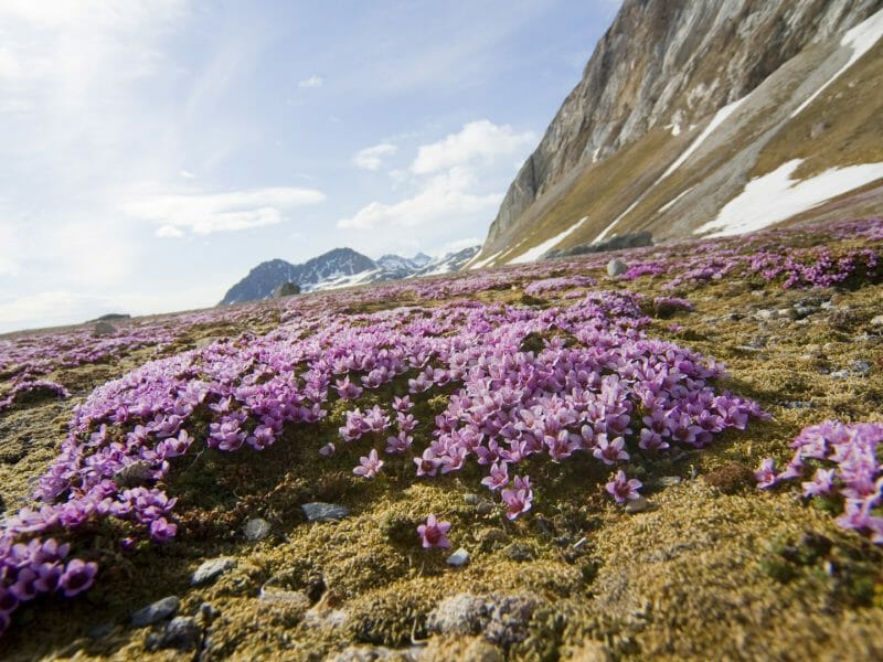 Lilac Flowers, Spitsbergen