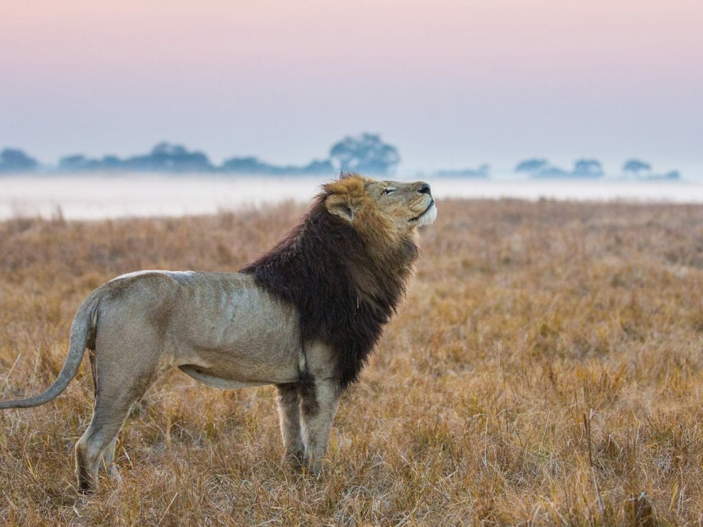 Lion at dawn, Busanga Plains, Kafue National Park, Zambia