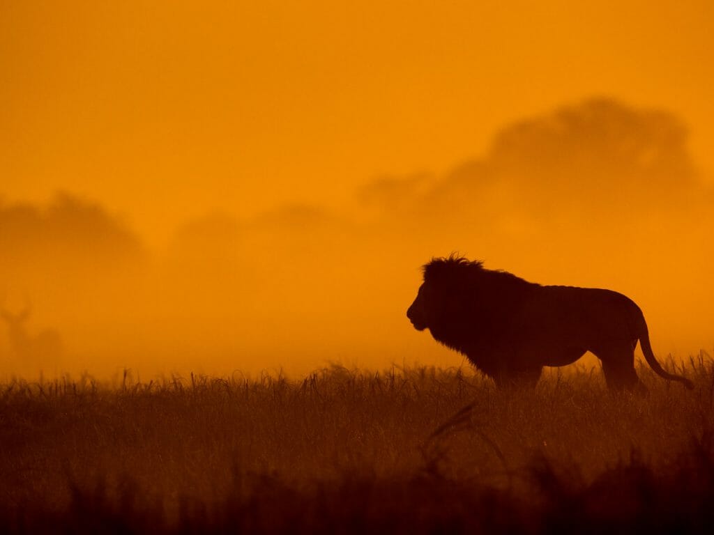 Lion at sunset, Busanga Plains, Kafue National Park, Zambia