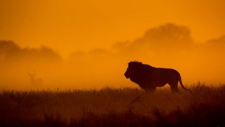 Lion at sunset Busanga Plains Kafue National Park Zambia