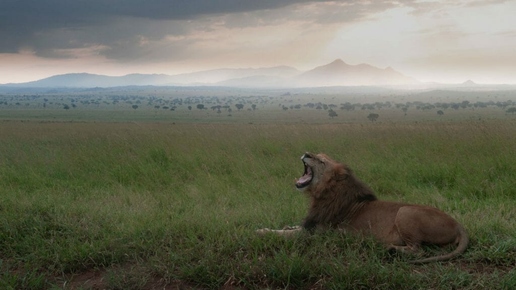 Lion,Kidepo, Uganda
