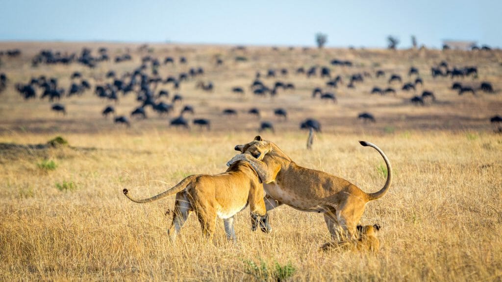 Lioness playing with cubs, Serengeti National Park, Tanzania