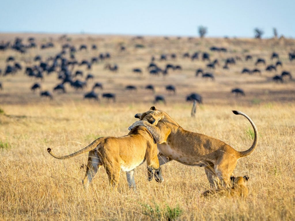 Lioness playing with cubs, Serengeti National Park, Tanzania