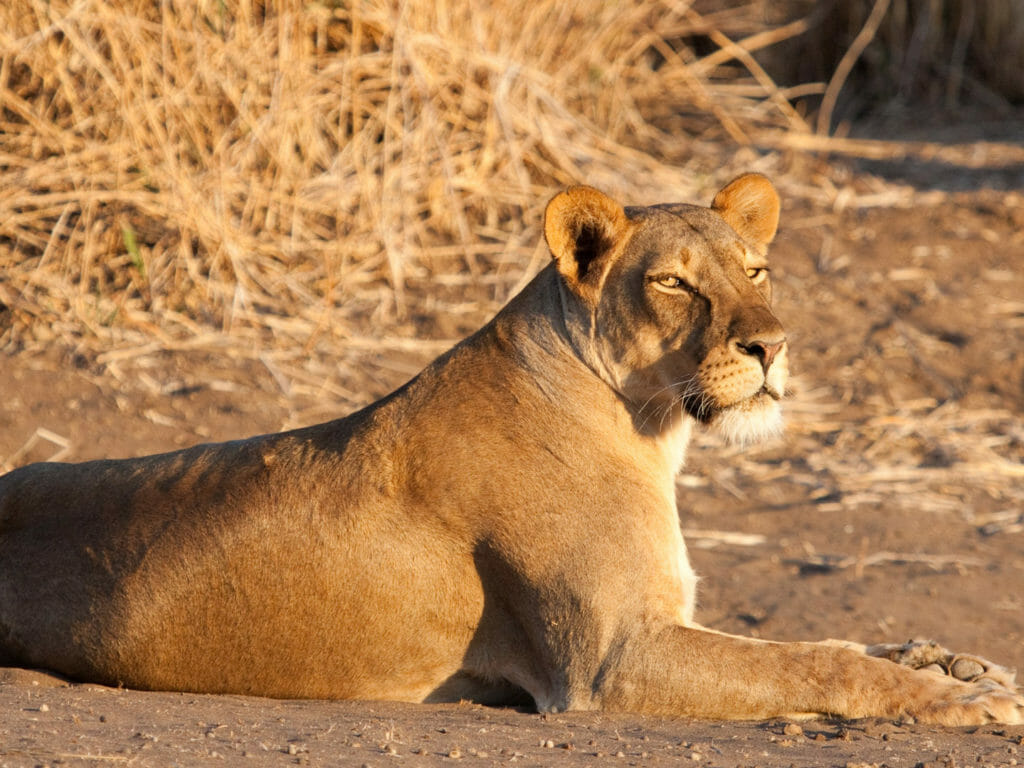 Lioness, Tuli Block, Botswana