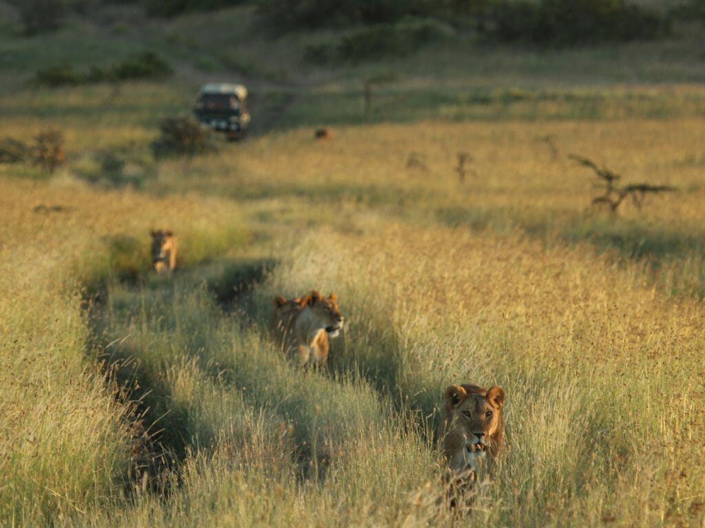 Lions in Grass, Borana Lodge, Laikipia, Kenya
