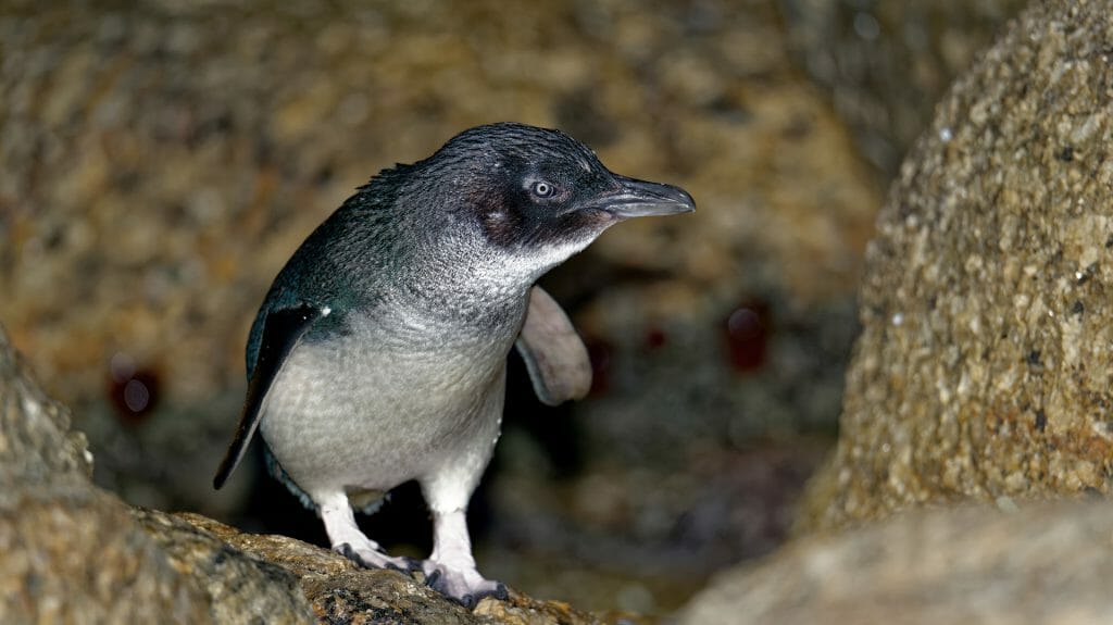Little Penguin, Hawley Beach, Tasmania, Australia