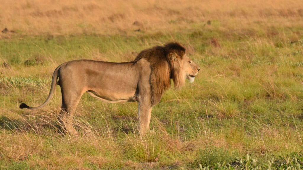 Liuwa Plains National Park, Zambia