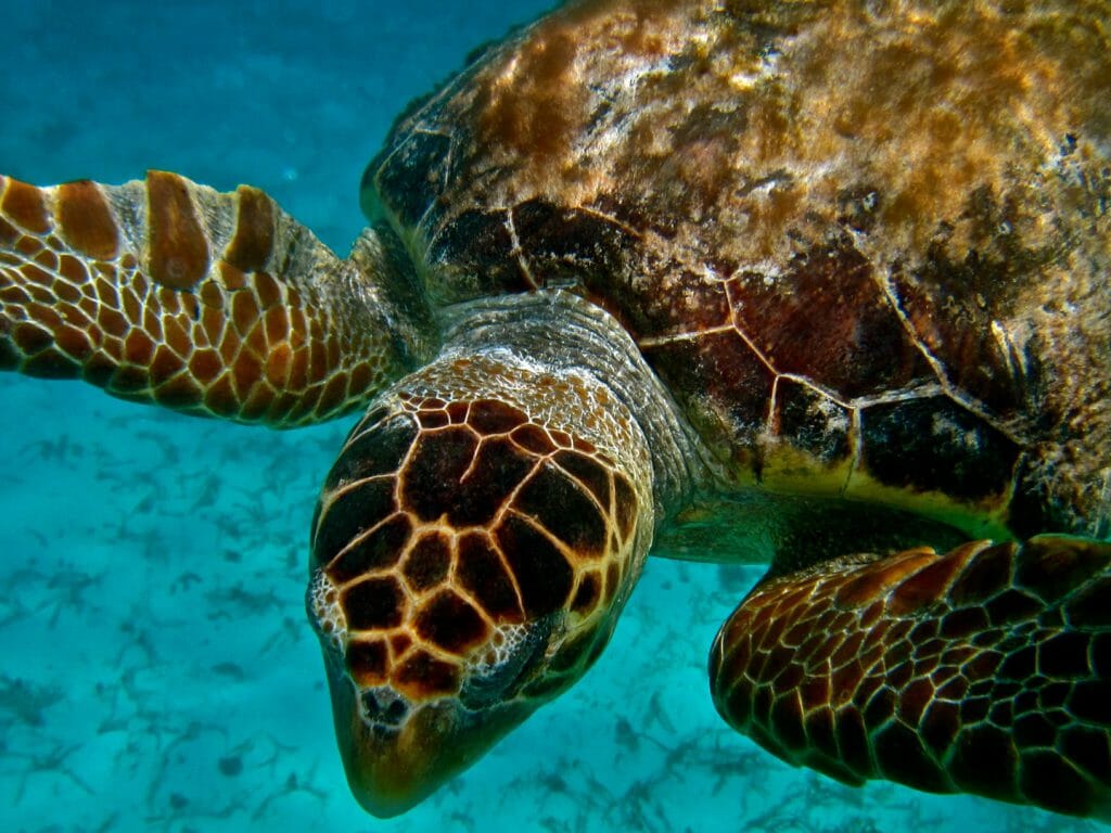Loggerhead Turtle, Belize