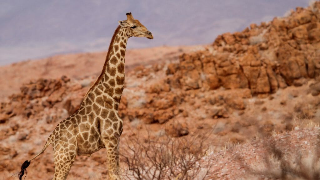 Lone giraffe, Damaraland, Namibia