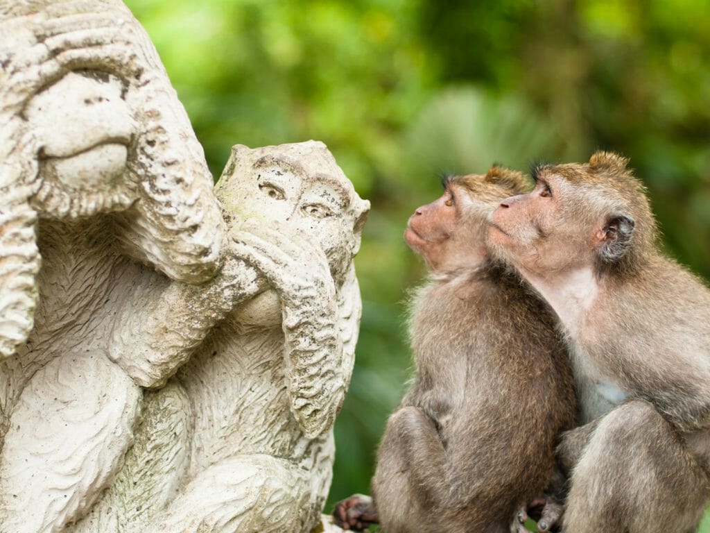 Long tailed Macaques, Ubud, Bali, Indonesia