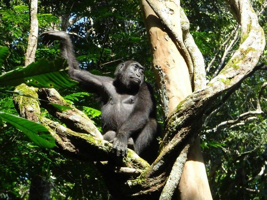 Lowland Gorillas in Tree, Republic of Congo