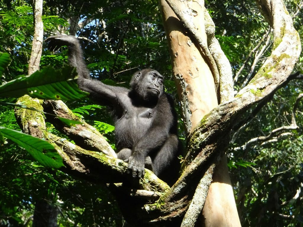 Lowlad Gorillas in Tree2, Republic of Congo