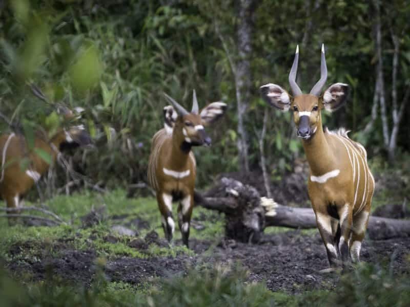 Lowland Bongo Antelope, Lango Camp, Odzala, Rep of Congo
