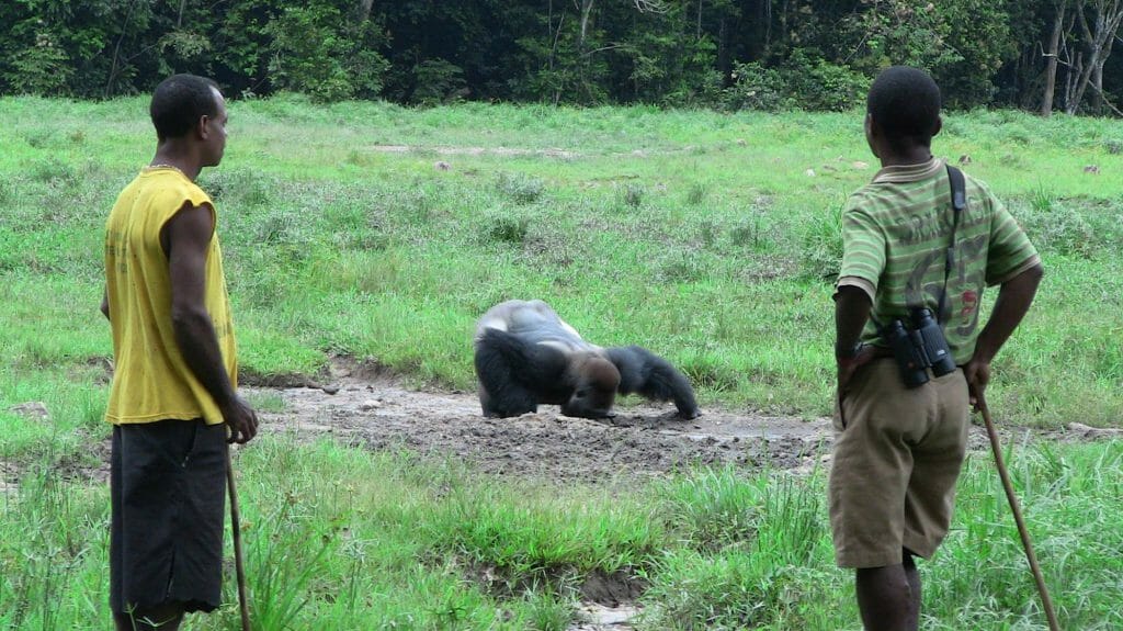 Lowland Gorilla, Bai Hokou with trackers, Dzanga Sangha Reserve, Central African Republi