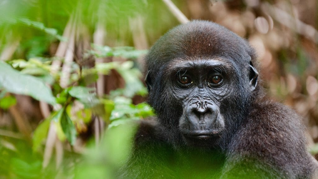 Lowland Gorilla, Congo