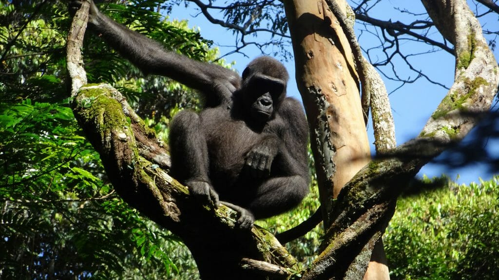 Lowland Gorilla in Tree, Republic of Congo