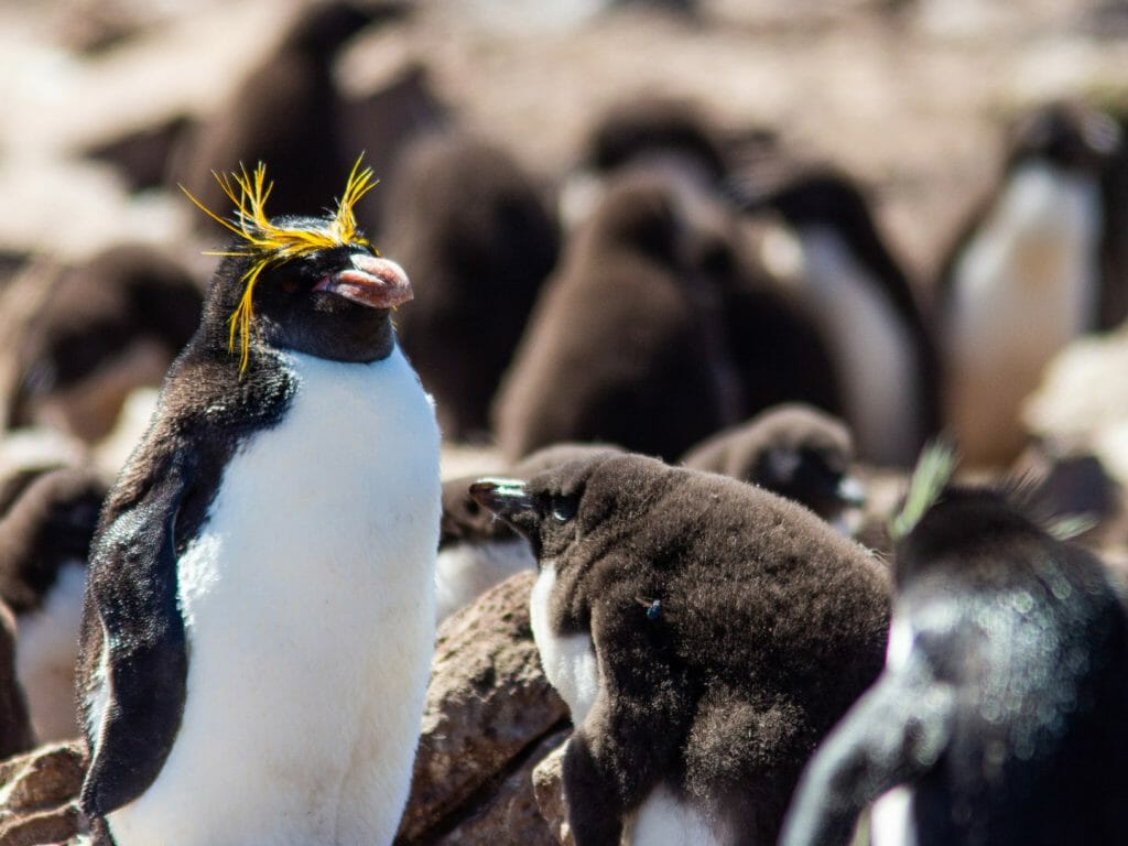 Macaroni Penguins, Falkland Islands