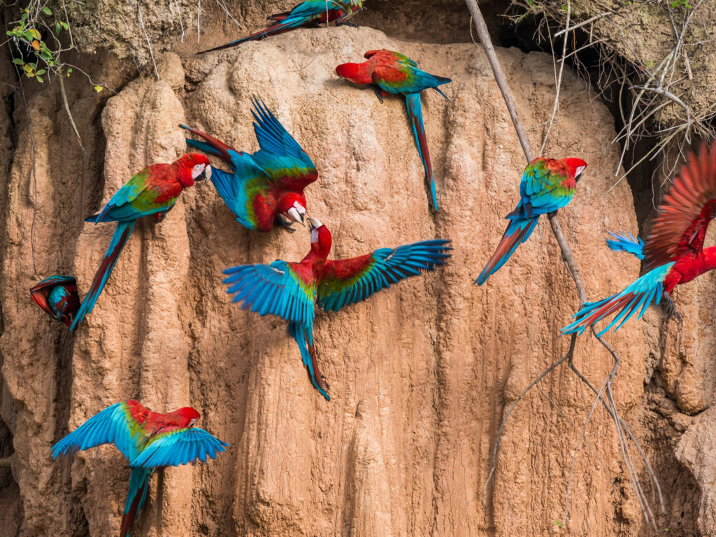 Macaws in clay lick in the peruvian Amazonian jungle at Madre de Dios, Amazon, Peru