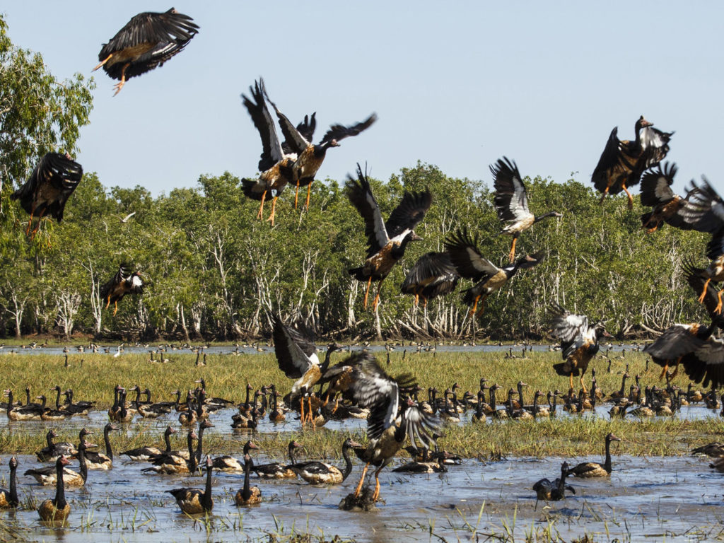 Magpie Geese, Bamurru Plains, Mary River, Kakadu, Northern Territories, Australia