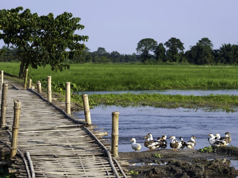 Majuli Island, Assam, India