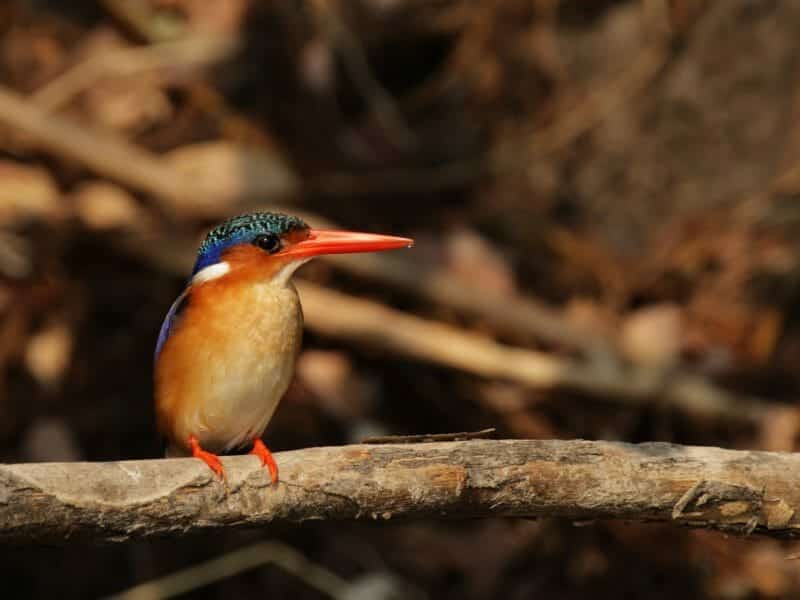 Malachite Kingfisher, Okavango Delta, Botswana