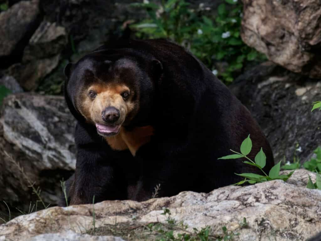 Malayan sun bear on a rock.