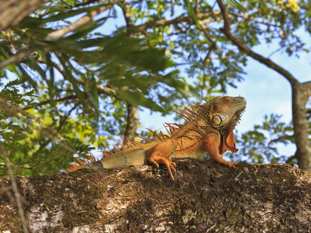 Green Iguana, River Tempisque, Palo Verde National Park, Costa Rica