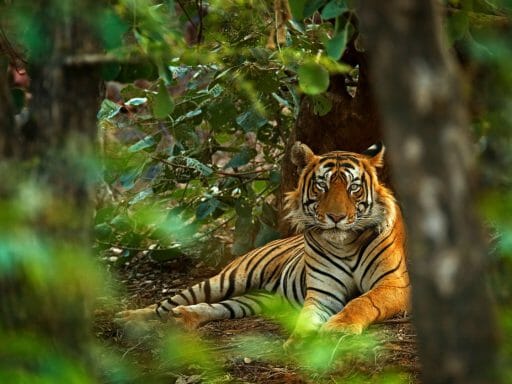 Male Indian tiger, Ranthambore, India