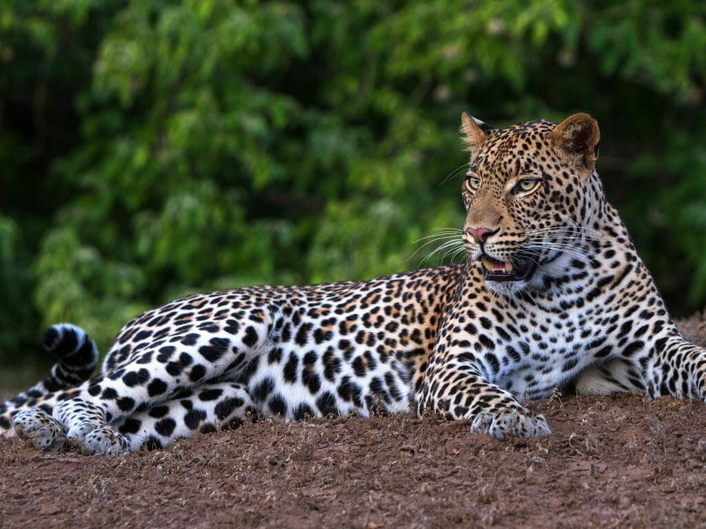 Male Leopard, Botswana