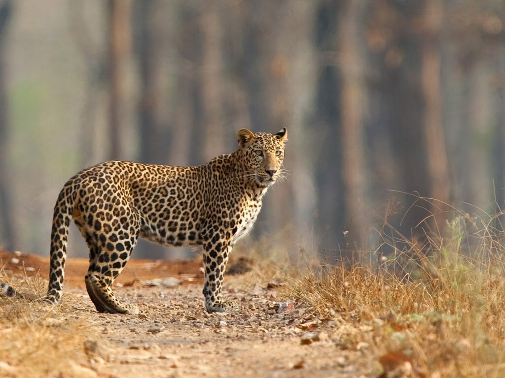 Male Leopard, Nagarhole National Park, Karnataka, India