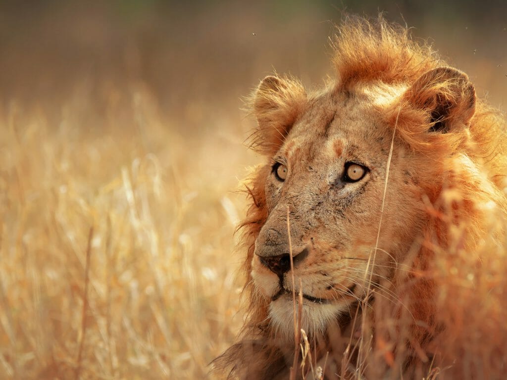 Male Lion, Kruger National Park, South Africa