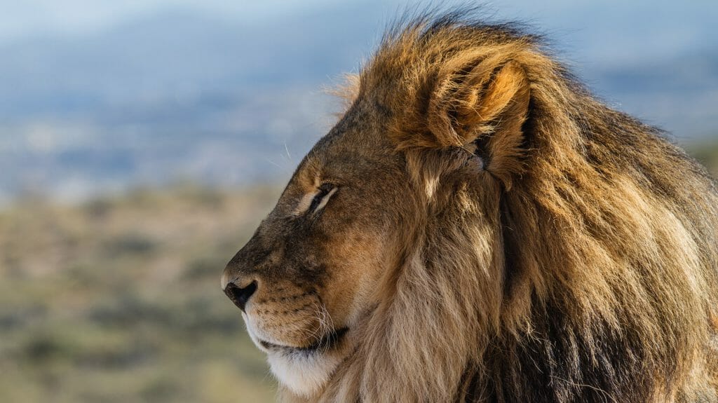 Male Lion, South Africa