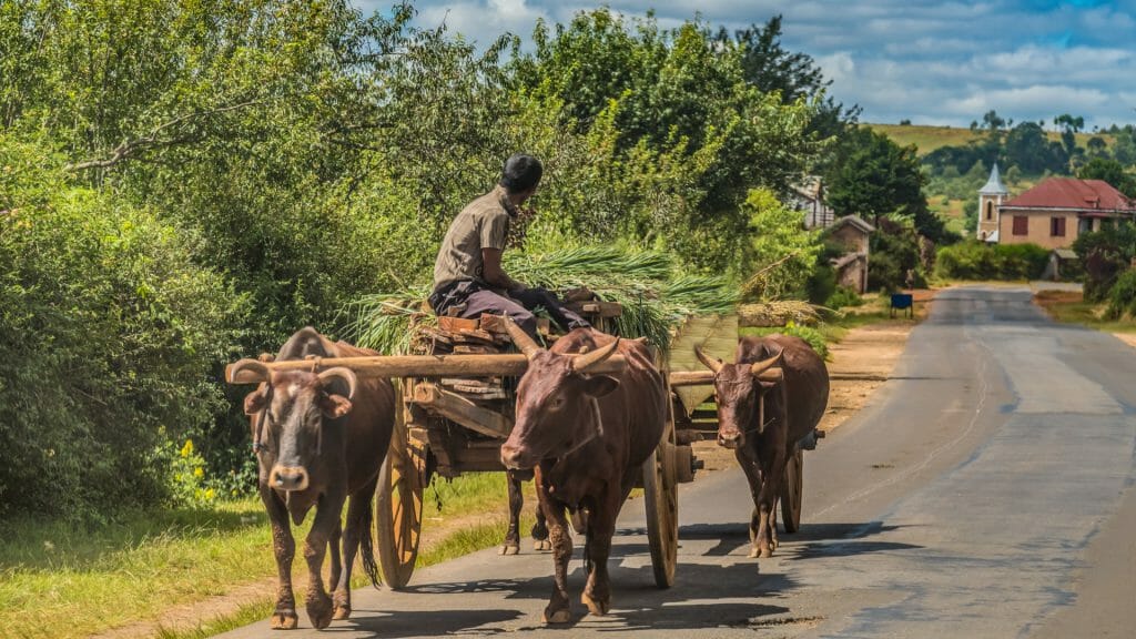 Man on a cart pulled by Zebu, Madagascar