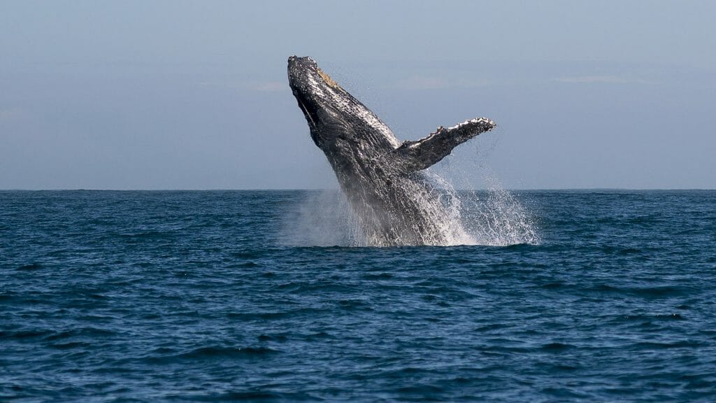Manafiafy, Whale breaching,