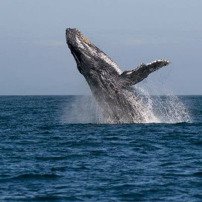 Manafiafy, Whale breaching,
