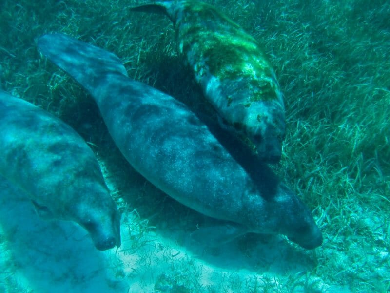 Manatees in Belize