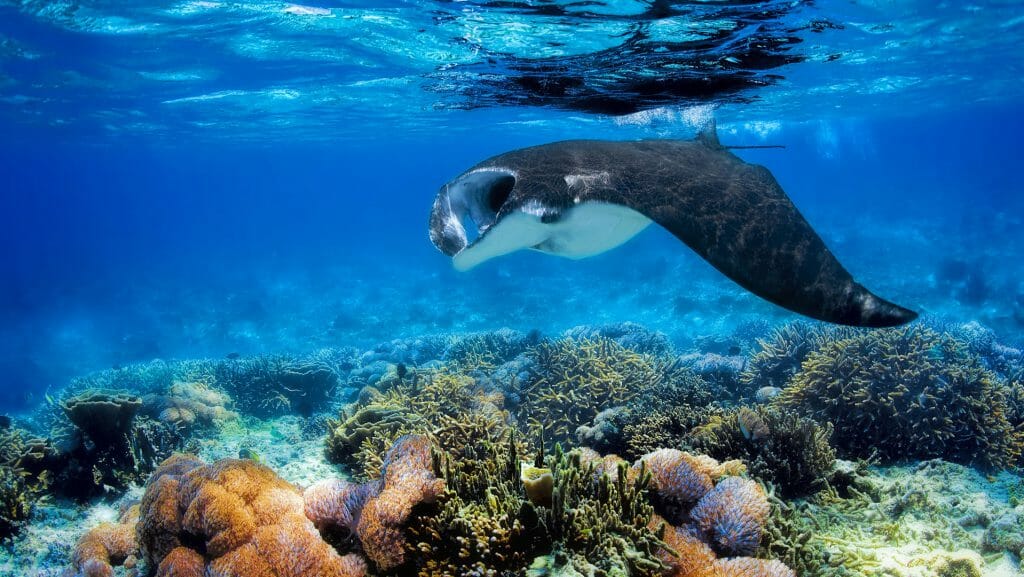 Manta Ray, Snorkelling