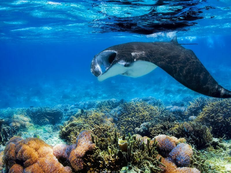 Manta Ray, Snorkelling