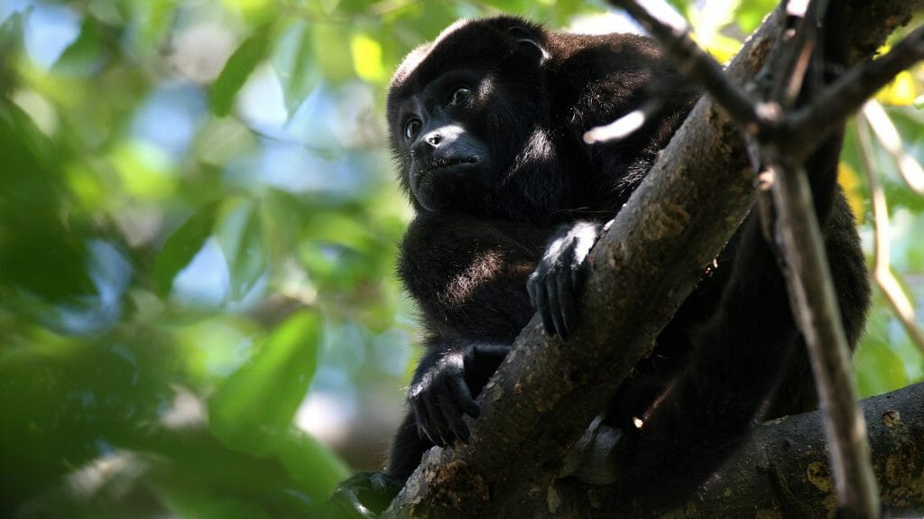 Mantled Howler Monkey, Nicaragua