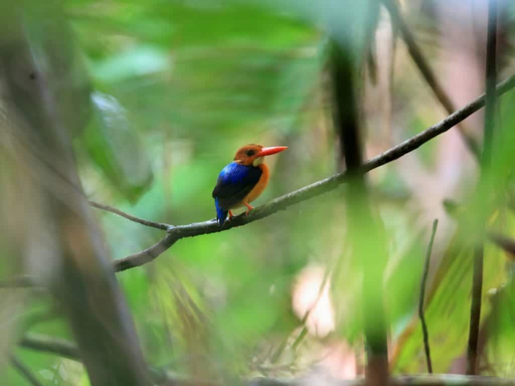 Manus Dwarf Kingfisher (Ceyx dispar) female in Manus Island, Papua New Guinea