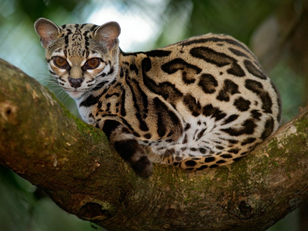 Margay cat, Costa Rica
