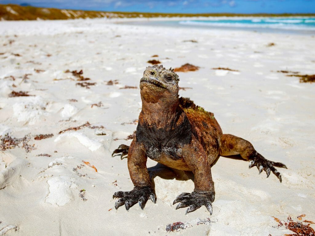 Marine Iguana, Galapagos